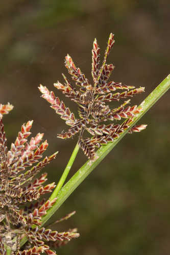 Cyperus flavicomus #17